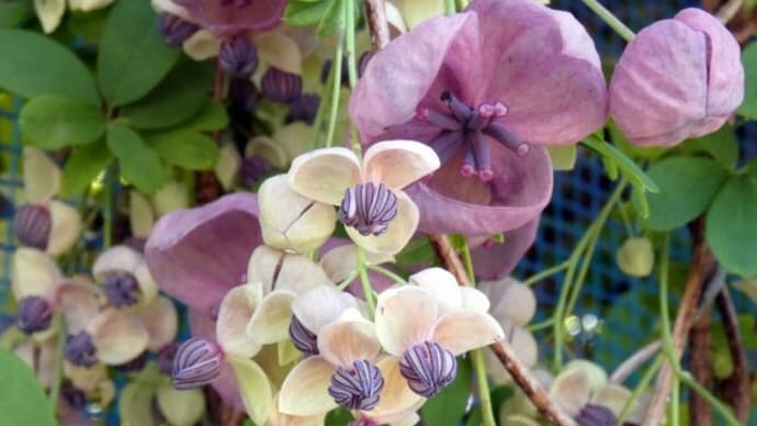 ・ アケビの花開花~果実が出来るまで~観察記録 (2022/04/11~10/22)