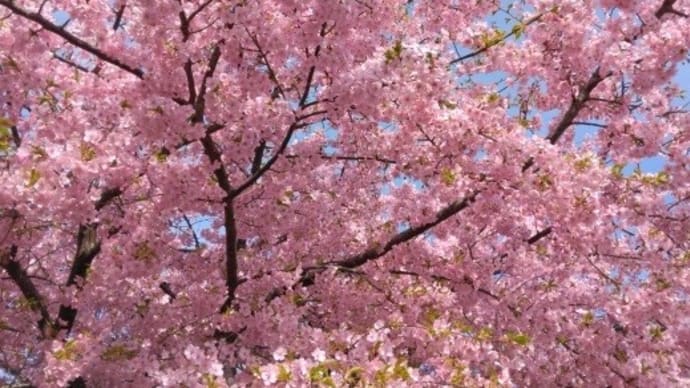 河津桜満開です