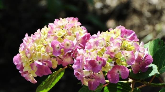 アジサイ(紫陽花)