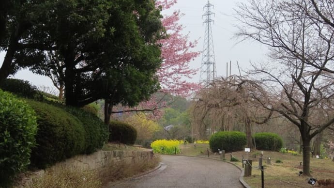 水も滴るサクラたち~宇治市植物公園2024/3中旬(2)