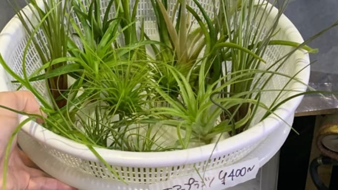 観葉植物 エアープランツMIX