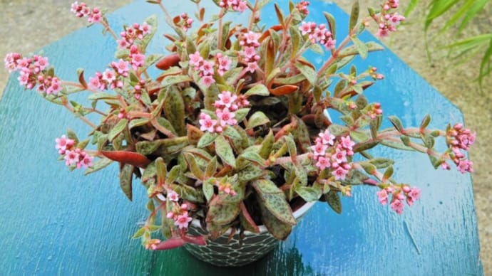多肉植物(クーペリー)