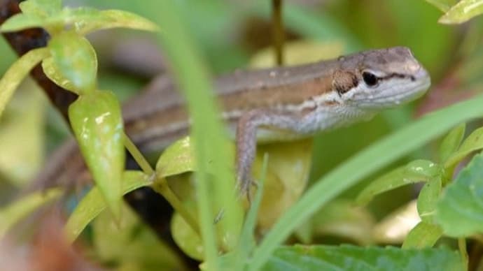 庭に来る爬虫類 「ニホンカナヘビ」
