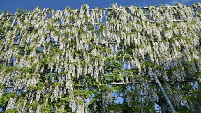 ふじの花狩り 栃木県足利市 あしかがフラワーパーク ふじのはな物語(5)大長藤、白藤の滝