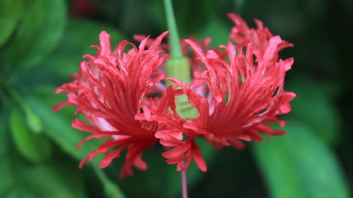 風鈴仏桑花