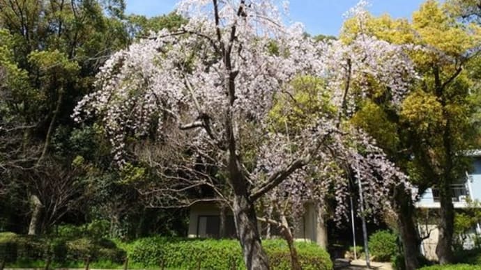 しだれ桜が咲いていました