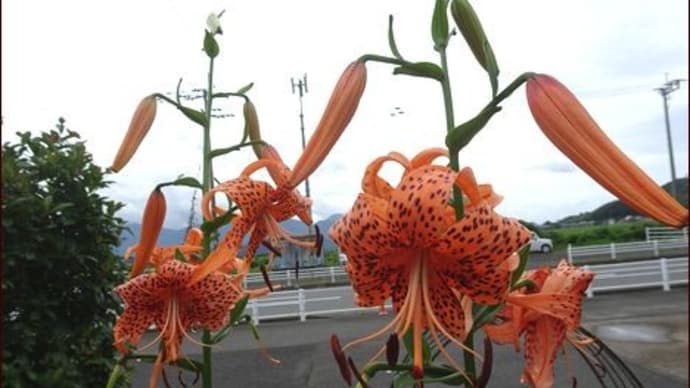 ゼラニウムの白化現象★植物のランプシェード