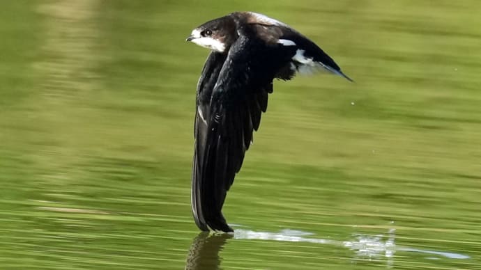 ハリオアマツバメ 高速飛行中