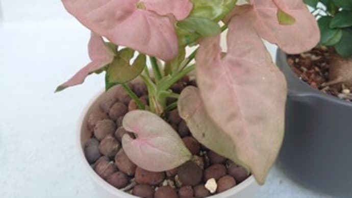 すくすく 🌱