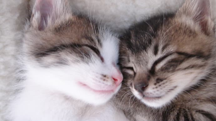 可愛く癒される猫ちゃんたちその⑥