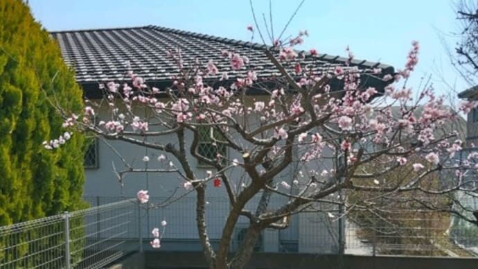 杏の花が満開になりました