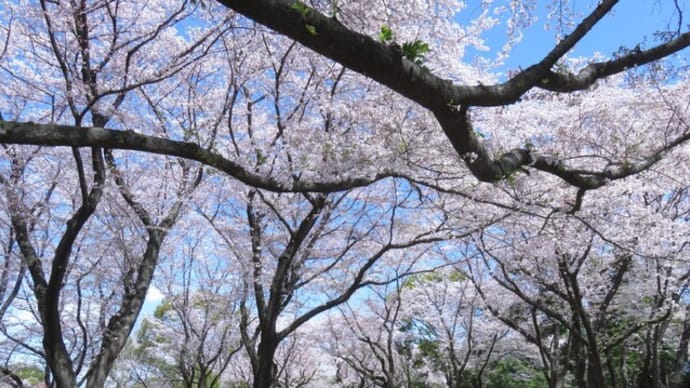 一足早く柏餅