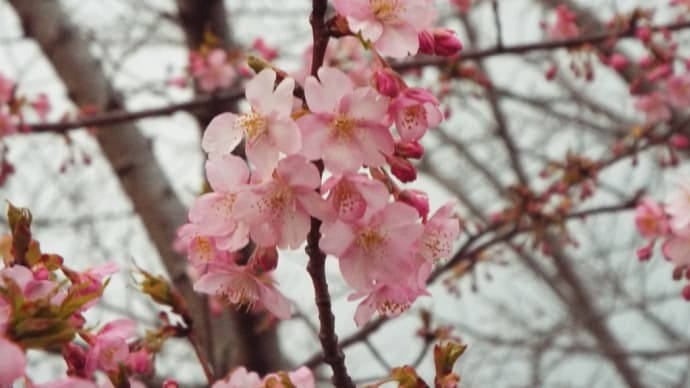 河津桜が咲きました