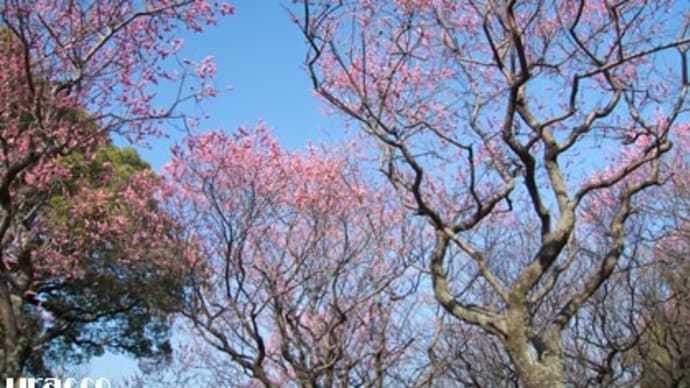 朝散歩のウメ