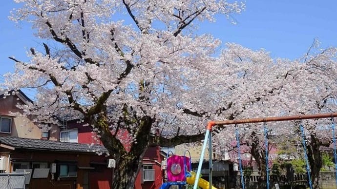 桜花見 2025 (1)近くの公園2か所で