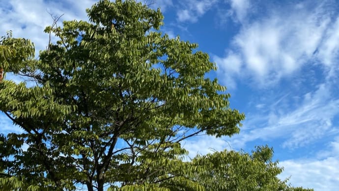 日本語。面白い。