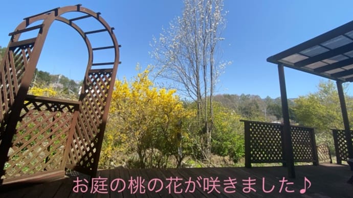 お庭の花桃が咲きました❣️桜はもうすぐ咲きます❣️