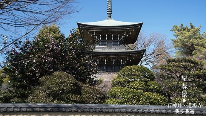梅も桜も・・・。