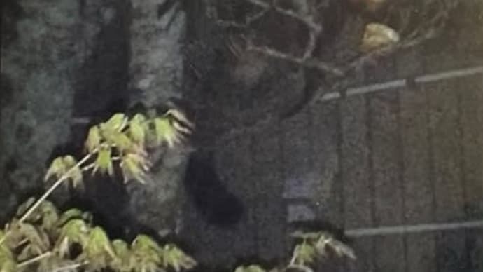 野鳥の他にも 色々と やって来る