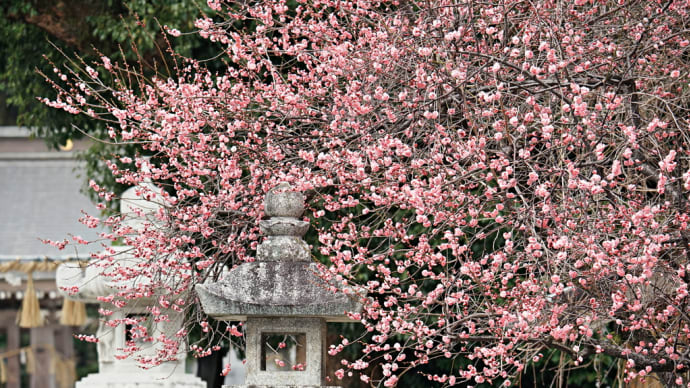 春日神社の紅梅