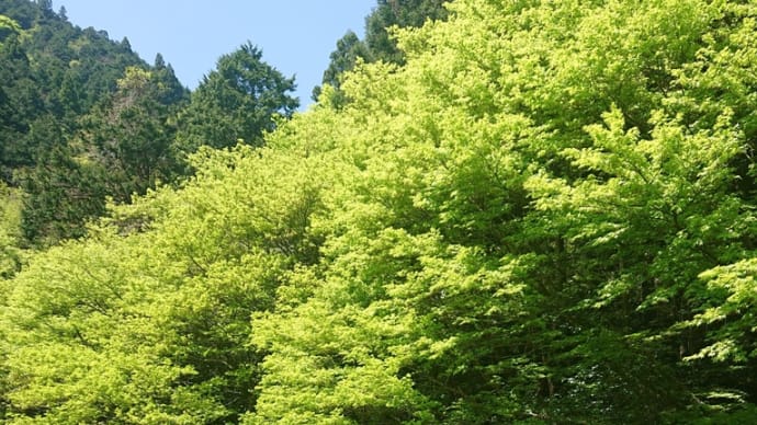 新緑の山 2025