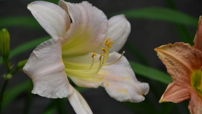 庭で咲く花たち アーチに咲くクレマチスの花 4