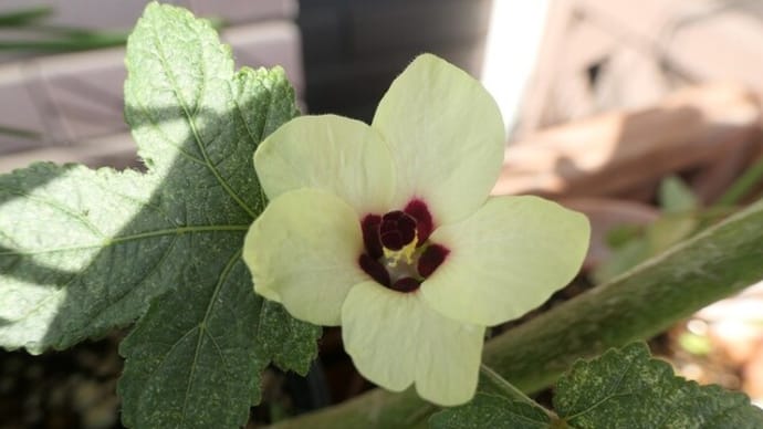 MyGardenのオクラの花