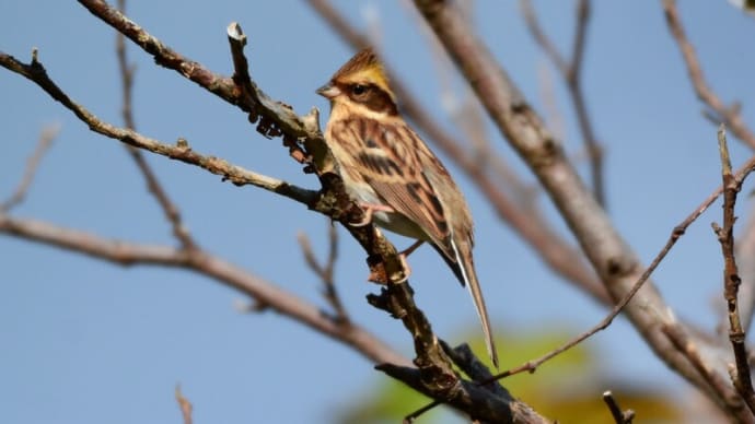 粟島の野鳥たち ミヤマホオジロ