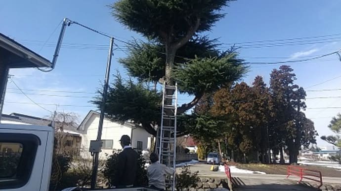 切った杉の木と復活を望む桜の木