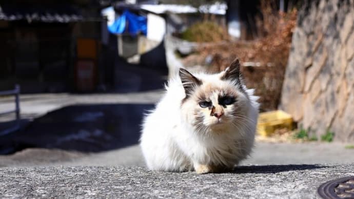 瀬戸内G島の猫たち 2025年2月 その10