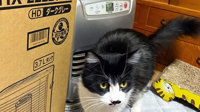 新入りはニャンコ警備隊のチェックが必ず入ります!