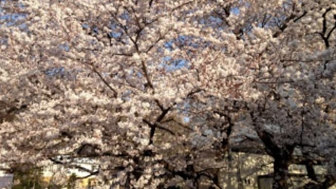 桜満開…