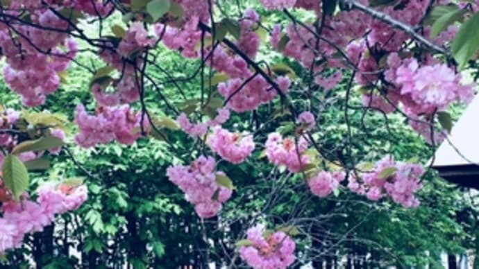 八重桜