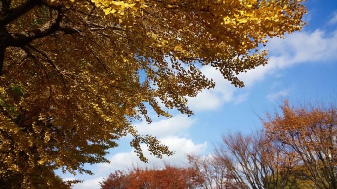 麻溝公園のイチョウの黄葉2020/11/18午後