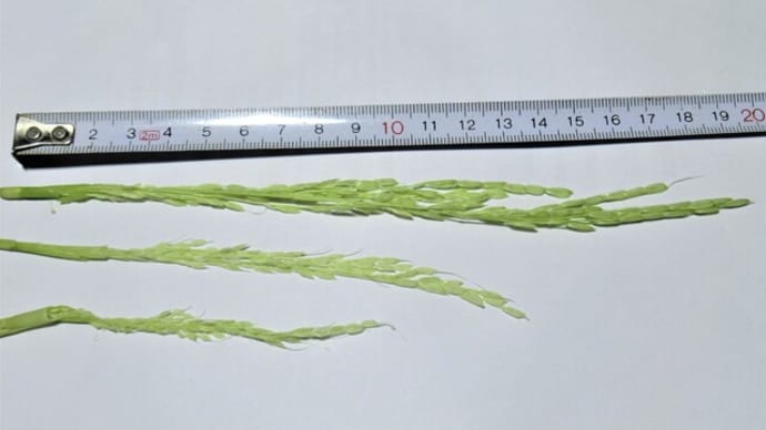 イネは数日中には穂が出始めそう