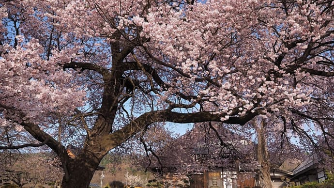★松本市 🌸 桃昌寺の桜が西陽を浴びて綺麗だった② 2021