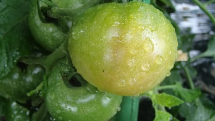中玉トマトが少しだけ色づき枝豆の鞘が膨らみ始めました