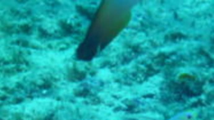 ボラカイでは珍しいけど?