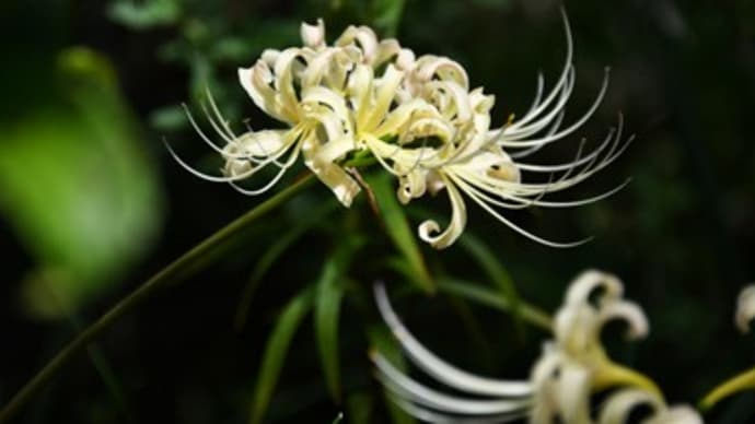 白花曼珠沙華
