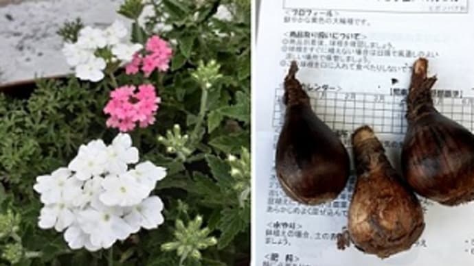 花手毬&コロロジャンボとランタナ&ジニアの切り戻しとリコリス&オキザリスの球根の仮植えetc