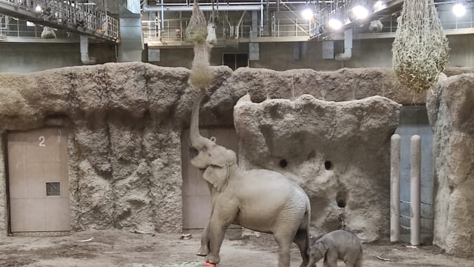 すごいぞ円山動物園