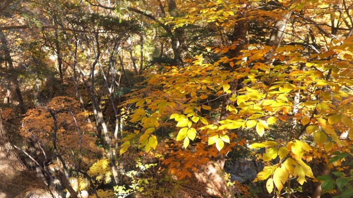 ★巣栗渓谷 お仙ケ淵の秋風景🍂 2020