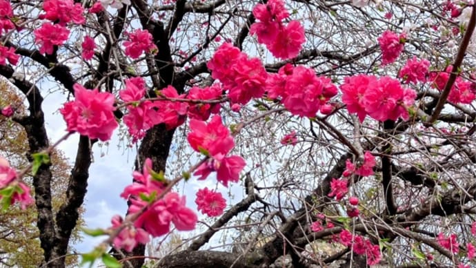 今日いち-2025年4月7日