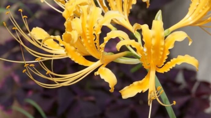 ●我が家の9月の花（7）　黄色いヒガンバナが開花　パソコンのディスプレイの色の設定