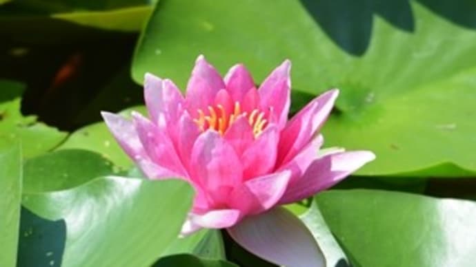 蓮の花とトンボたち~空にはミサゴが4羽飛ぶ!~