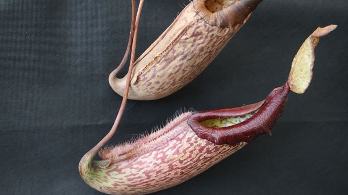 食虫植物展 (1) ウツボカズラの仲間