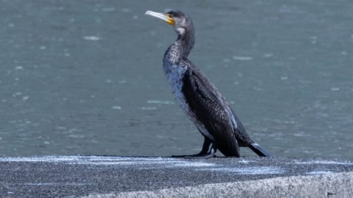 ●犀川で カワウ ホオジロガモのメス キンクロハジロ ホシハジロ カイツブリ トンビ