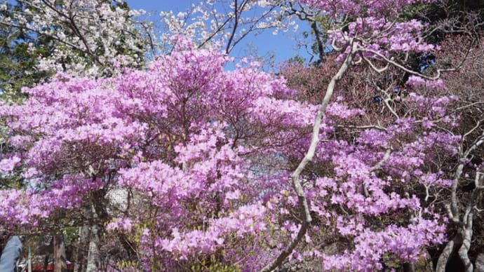 津市「偕楽園公園の桜」見てきました~(^^) 2025
