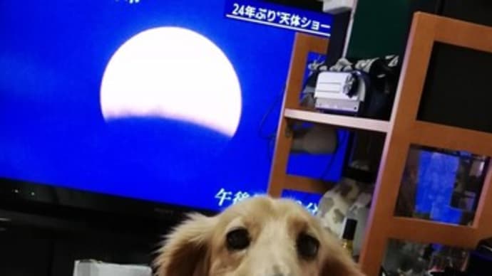 飛行機のほうが新幹線より安かった(約半額)