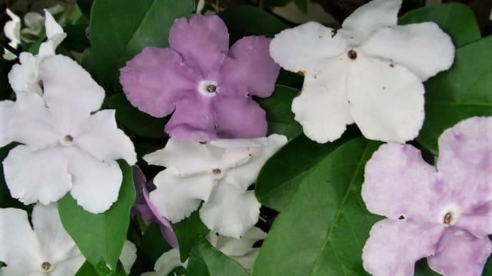 ニオイバンマツリ（匂蕃茉莉）テイカカズラ（定家葛）バイカウツギ（梅花卯木）タイサンボク（泰山木）はまだ蕾‣ツユグモ